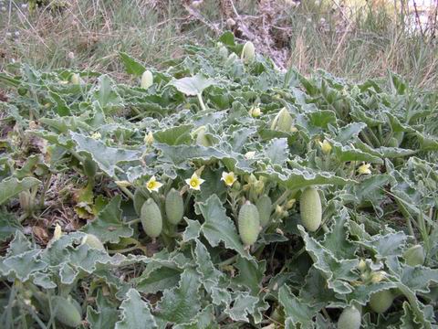 Ecballium elaterium / Cocomero asinino